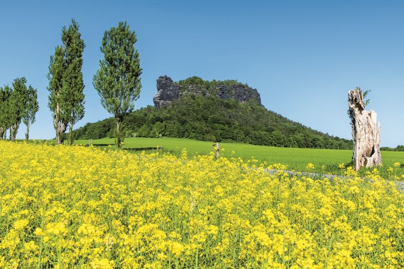 Lilienstein über einem blühenden Rapsfeld in der Sächsischen Schweiz